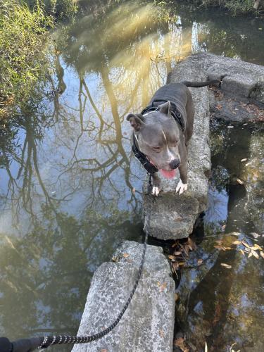 Lost Male Dog last seen Park Street , Jacksonville, FL 32205
