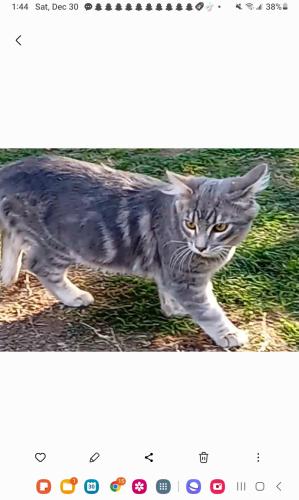 Lost Male Cat last seen Nordtoff haskell, Los Angeles, CA 91343