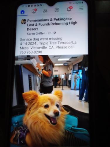Lost Female Dog last seen La Mesa and Triple Tree Terr, Victorville, CA 92392