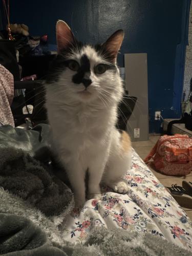 Lost Female Cat last seen Variel and cohasset , Los Angeles, CA 91303