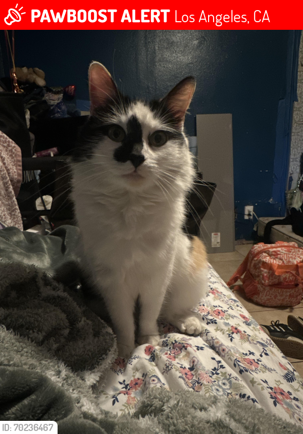 Lost Female Cat last seen Variel and cohasset , Los Angeles, CA 91303