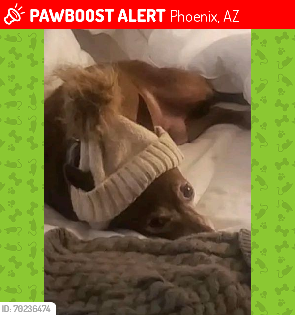 Lost Male Dog last seen Near Black Canyon Hwy, Phoenix, AZ 85021, Phoenix, AZ 85021