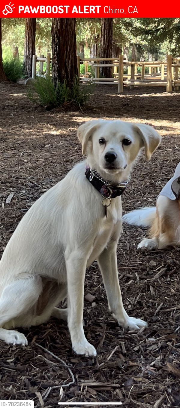 Lost Female Dog last seen Alpine meadows and apricot Ave , Chino, CA 91708