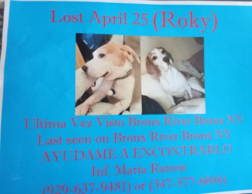 Lost Male Dog last seen East 172 street and Bronx river avenues , The Bronx, NY 10472