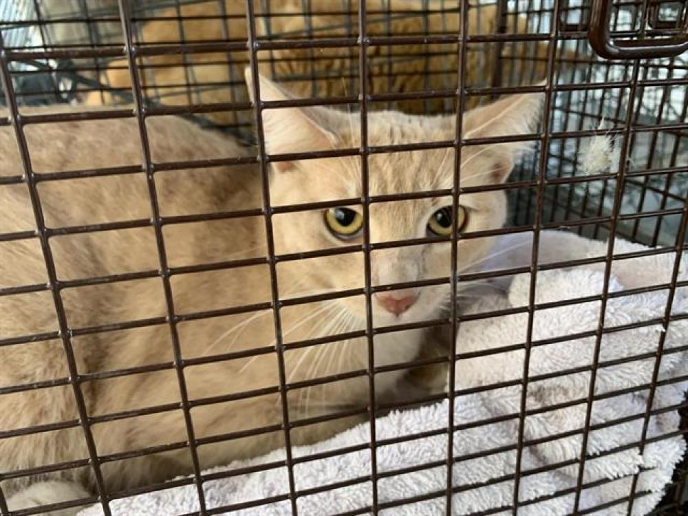 Shelter Stray Female Cat last seen VETERANS LN/OLD AUBURN, Auburn, CA 95603