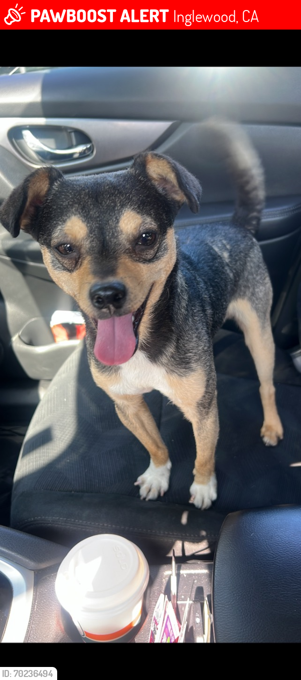 Lost Male Dog last seen Near st and England ave , Inglewood, CA 90303