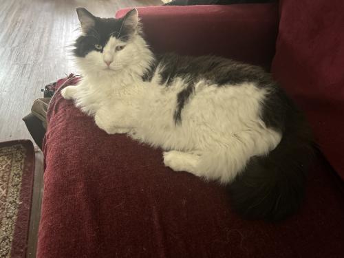 Lost Male Cat last seen Between 16th and Charleston/17th and Fremont, Las Vegas, NV 89101