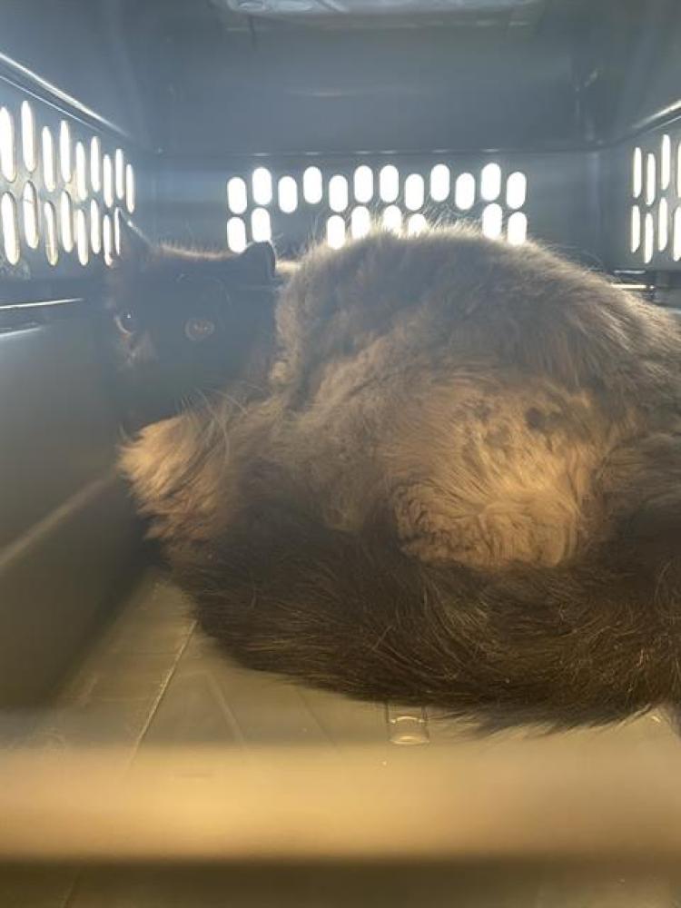Shelter Stray Male Cat last seen Near BLOCK W BEACON HILL DR, West Valley City, UT 84120