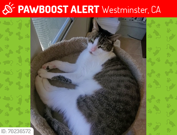 Lost Male Cat last seen Natal Drive/Iowa Street, Westminster, CA 92683