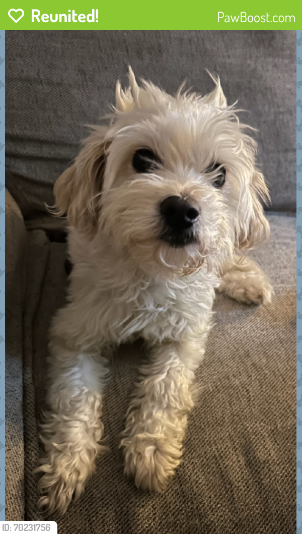 Reunited Female Dog last seen Lincoln Blvd. & Commonwealth Ave. , Los Angeles, CA 90291