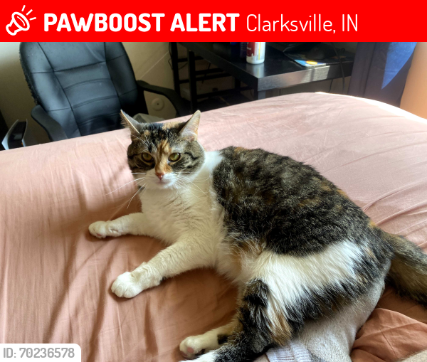 Lost Female Cat last seen Glenview apmts, Clarksville, IN 47129