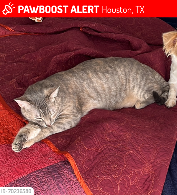 Lost Female Cat last seen Near Glenwood Park Dr Houston Tx 77095, Houston, TX 77095