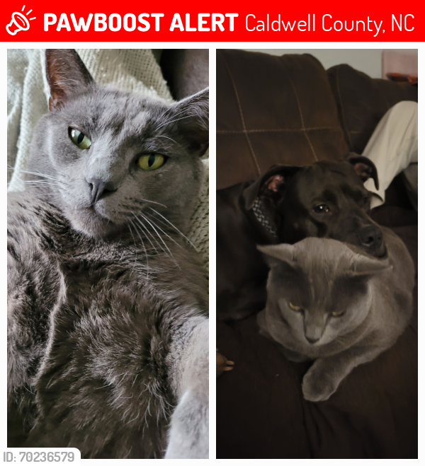 Lost Male Cat last seen Playmore Beach rd, Caldwell County, NC 28645