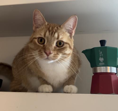 Lost Male Cat last seen Near Lucerne and Patton Ave in west Asheville , Asheville, NC 28806