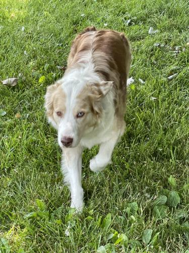 Lost Female Dog last seen Claypole Ave Cincinnati Ohio 45204, Cincinnati, OH 45204