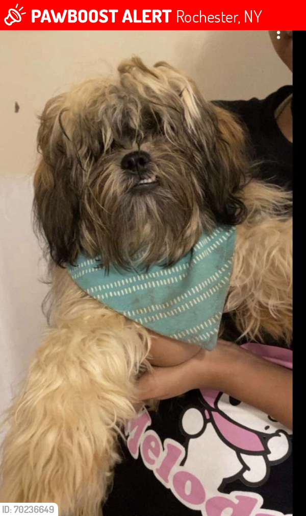 Lost Female Dog last seen Child and maple st., Rochester, NY 14611
