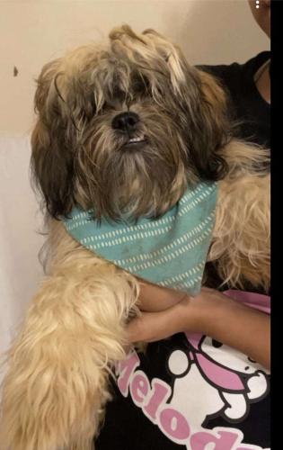 Lost Female Dog last seen Child and maple st., Rochester, NY 14611