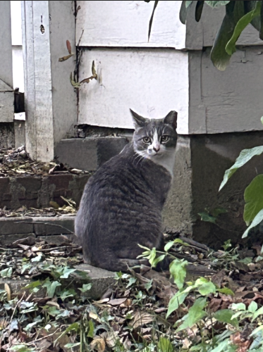 Found/Stray Unknown Cat last seen Yard next to intersection on W. 5th Ave & Arlington Ave., Columbus, OH 43212