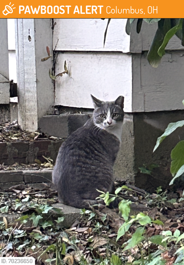 Found/Stray Unknown Cat last seen Yard next to intersection on W. 5th Ave & Arlington Ave., Columbus, OH 43212