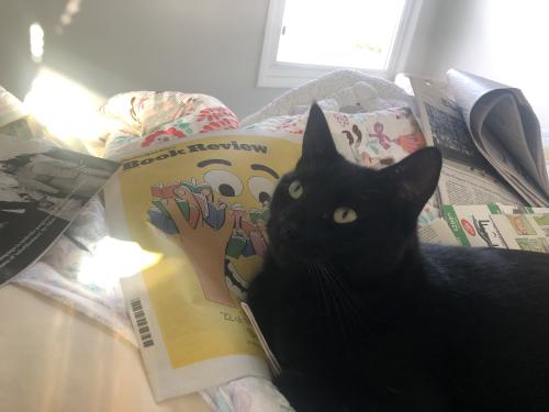 Lost Female Cat last seen Radnor and sterns, Long Beach, CA 90815