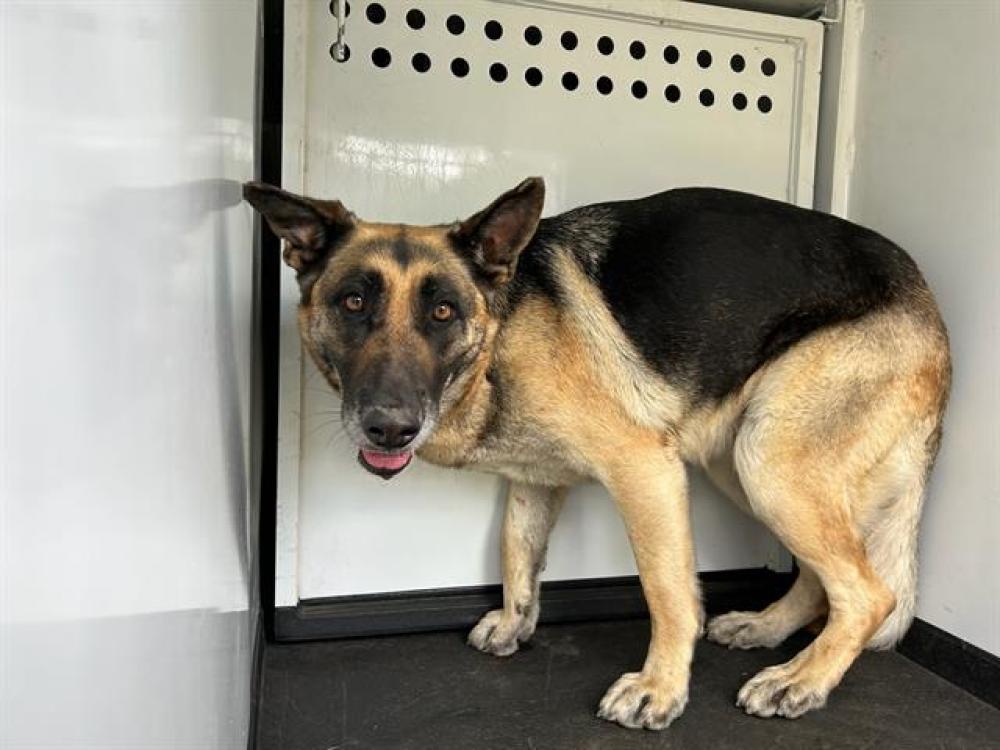 Shelter Stray Female Dog last seen Near BLK FAIRWOOD ST, BAKERSFIELD, CA, Bakersfield, CA 93307