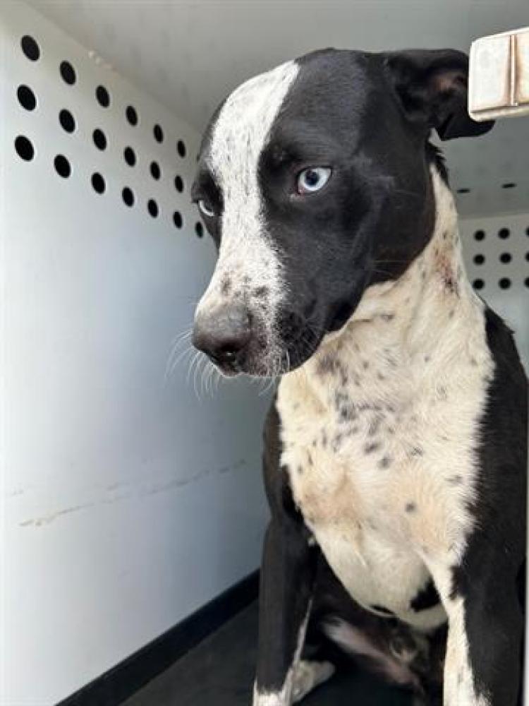 Shelter Stray Male Dog last seen Near BLK TRUXTUN AVE, BAKERSFIELD, CA, Bakersfield, CA 93307