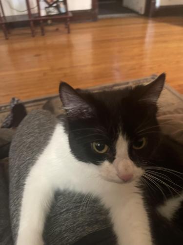Lost Female Cat last seen Near and es , Chicago, IL 60617