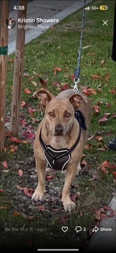 Lost Female Dog last seen Bloomfield, Bakersfield, CA 93312