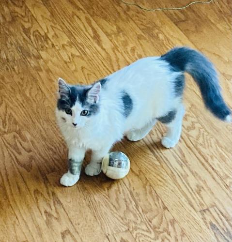 Lost Female Cat last seen Alexandria pike , Highland Heights, KY 41076