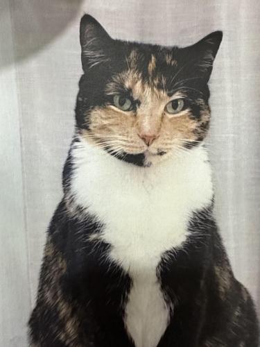 Lost Female Cat last seen Christian Hill Area, Lowell, MA 01850