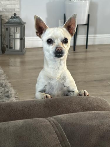 Lost Female Dog last seen St louis and 17th, Las Vegas, NV 89104