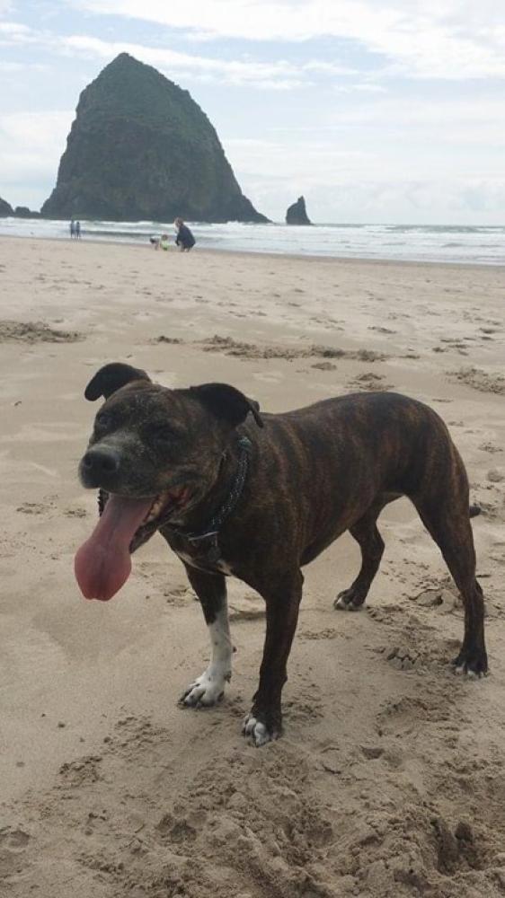 Shelter Stray Male Dog last seen Seattle, WA 98126, Seattle, WA 98119