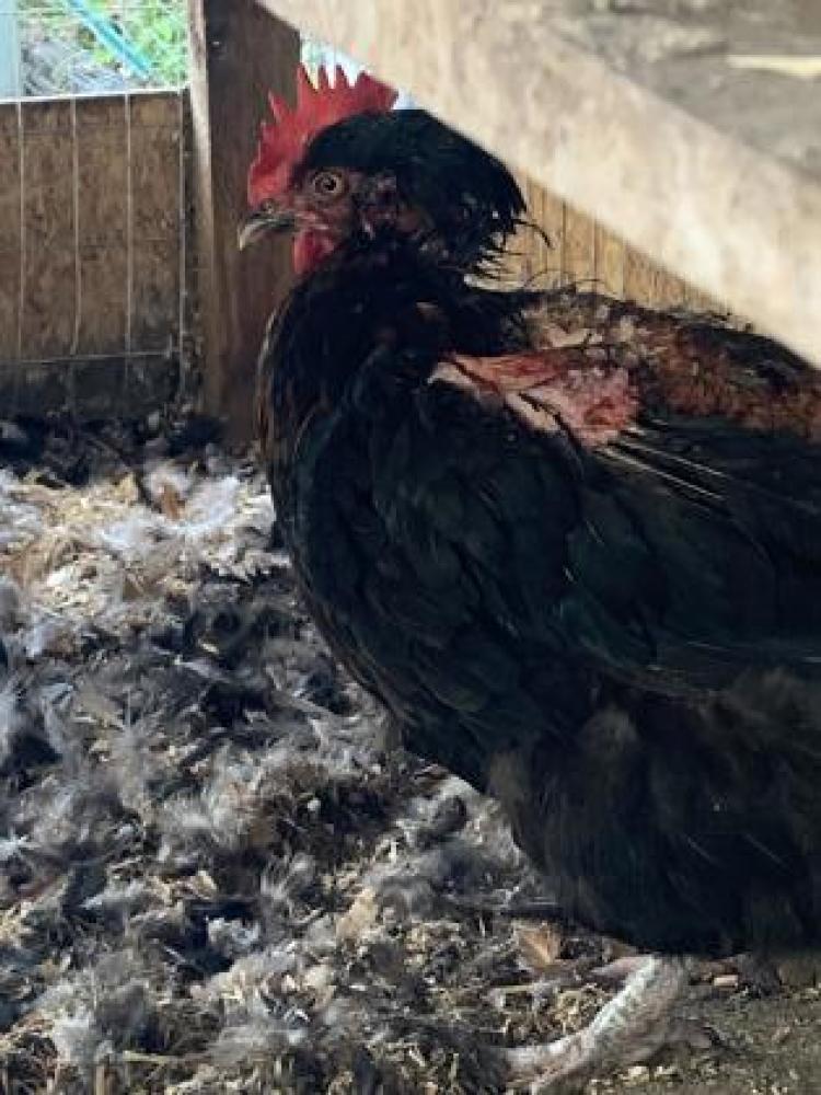 Shelter Stray Female Chicken last seen Seattle, WA 98126, Seattle, WA 98119