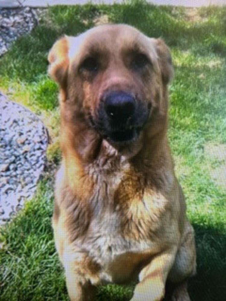 Shelter Stray Female Dog last seen Cedar Avenue & Elkhorn Avenue, Fresno Zone Fresno City E 93706, CA, Fresno, CA 93706