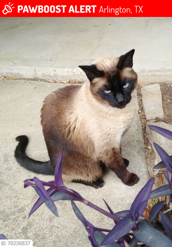 Lost Male Cat last seen Twin Elms Drive, Arlington, TX 76012