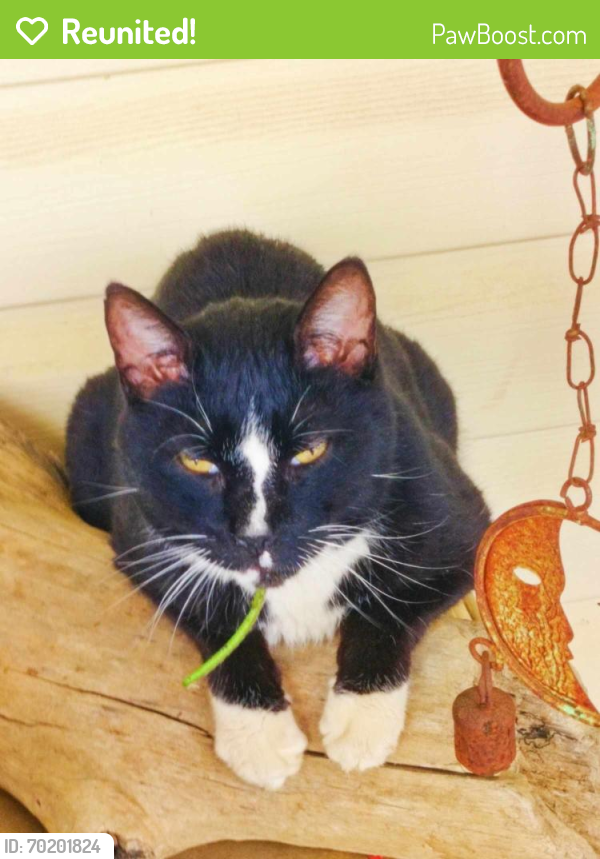 Reunited Male Cat last seen Westview neighborhood near Lake Cunningham and Lakeview Steakhouse, Greer, SC 29651