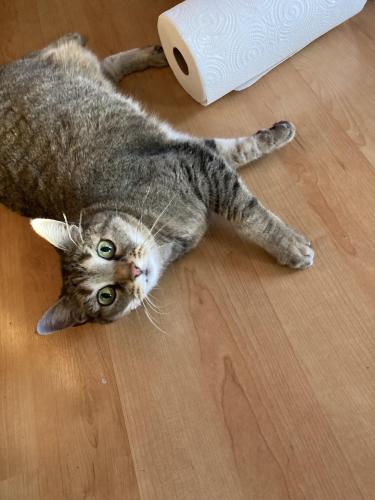 Lost Female Cat last seen Haskins station, ridge rd. And  Robb street, Arvada, CO 80002