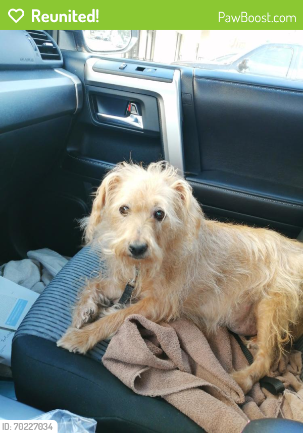 Reunited Male Dog last seen Vinecrest and Kirby Drive, Kirby, TX 78219