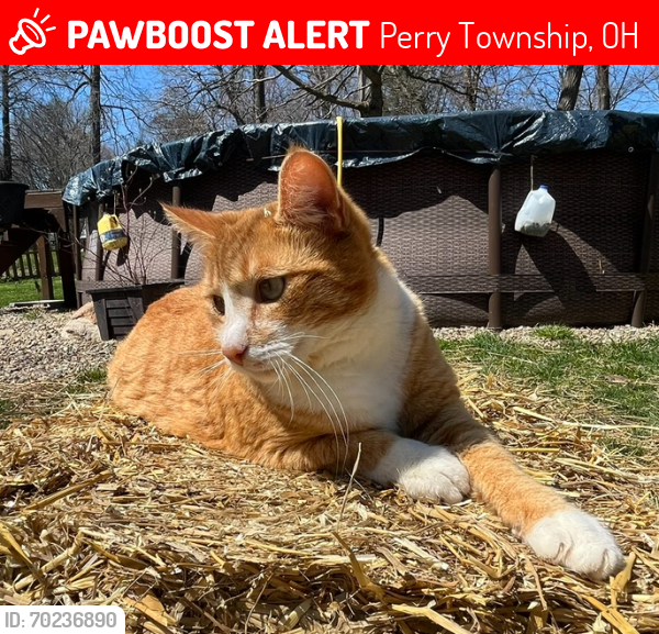 Lost Male Cat last seen Allotment above Petros Park between Faircrest and Navarre Rd, Perry Township, OH 44706