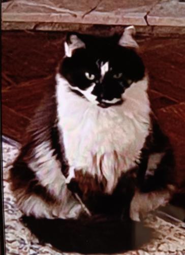 Lost Female Cat last seen 46th ave between Geary and Anza, San Francisco, CA 94121