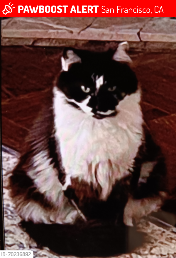 Lost Female Cat last seen 46th ave between Geary and Anza, San Francisco, CA 94121