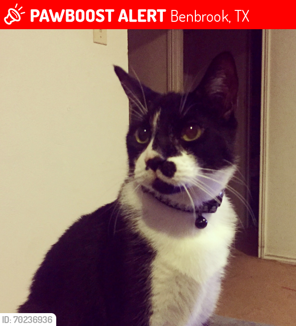 Lost Male Cat last seen Benbrook, TX, Benbrook, TX 76126