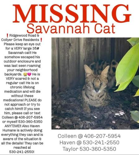 Lost Male Cat last seen Ridgewood and Hollow Lane, Ridgewood, NJ 07450