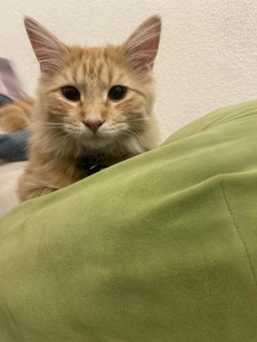Lost Female Cat last seen guadalupe and 202, Mesa, AZ 85212