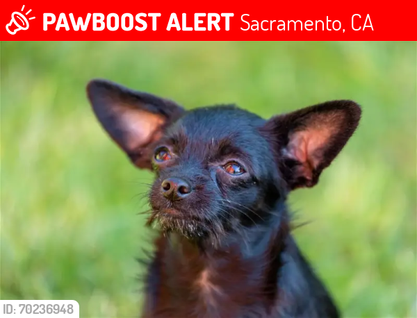 Lost Male Dog last seen Johnson park in Delgado , Sacramento, CA 95838