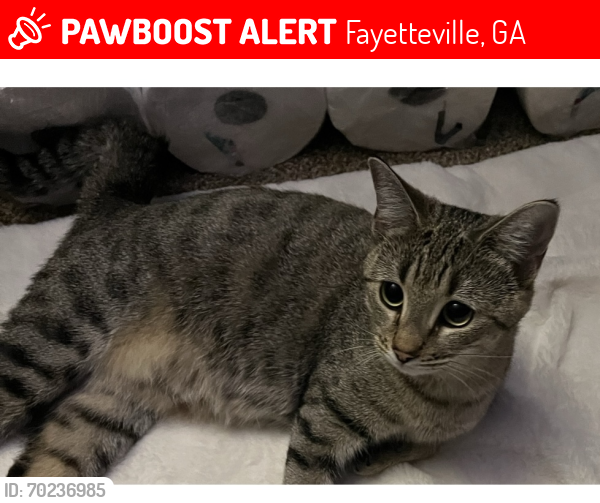 Lost Female Cat last seen Porter Road and Old Highway 85, Fayetteville, GA 30215