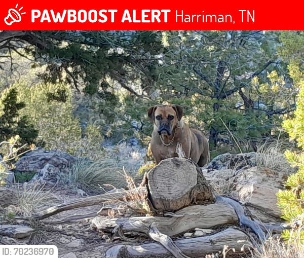 Lost Female Dog last seen Near S. Roan st  by goodwill , Harriman, TN 37748
