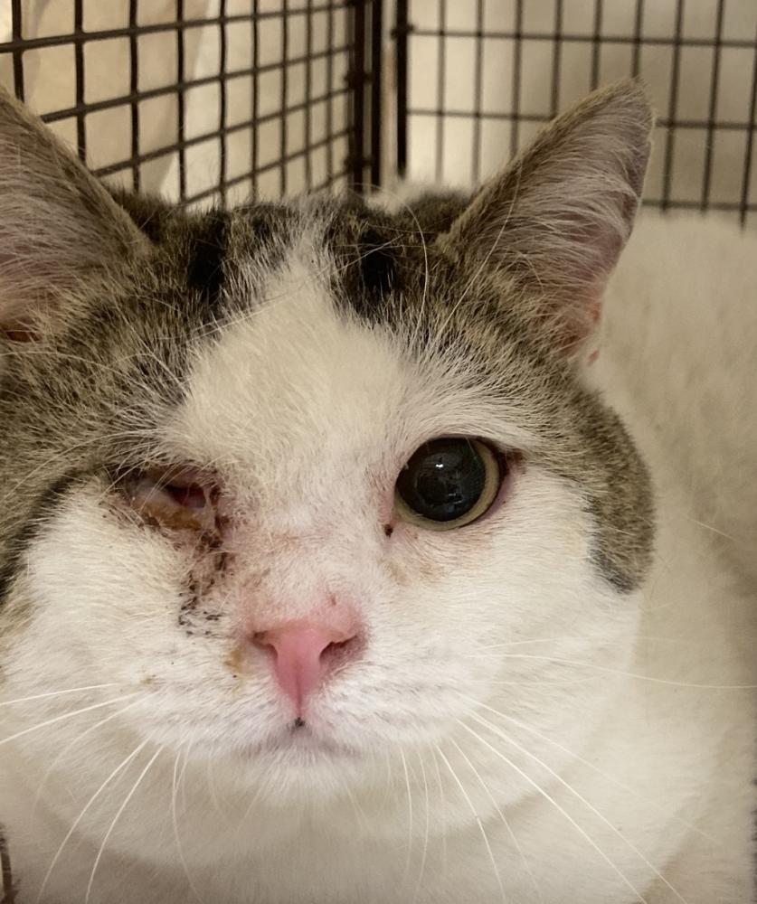 Shelter Stray Male Cat last seen Near W Knox Avenue, SPOKANE, WA, 99205, Spokane, WA 99212