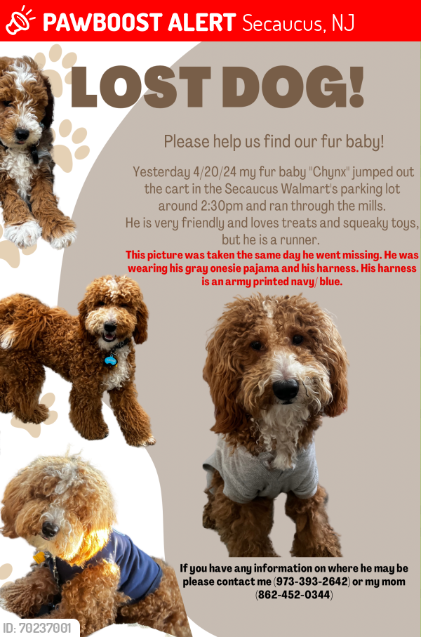 Lost Male Dog last seen Walmart Secaucus, Secaucus, NJ 07094