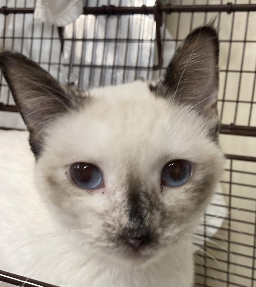 Shelter Stray Female Cat last seen Near W Knox Avenue, SPOKANE, WA, 99205, Spokane, WA 99212